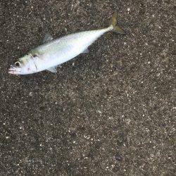 シーバス激ジブ