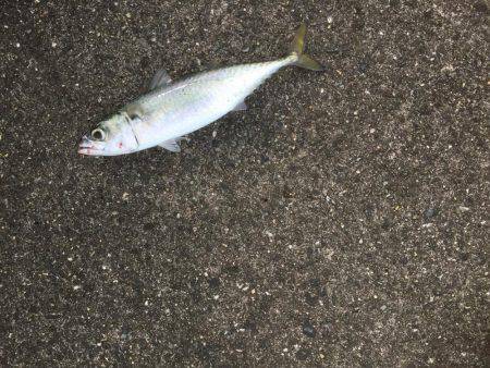 シーバス激ジブ