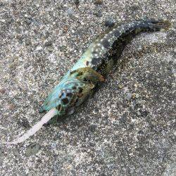 デイライトゲーム