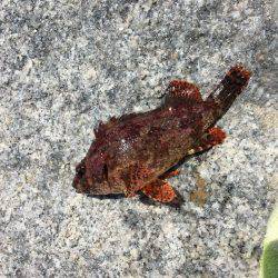 アブ新はどこ？