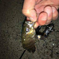 趣向を変えて‥