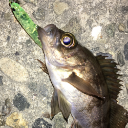 チビしか釣れない^^;