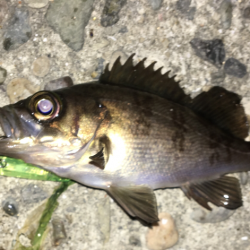 癒しメバリング