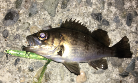 癒しメバリング