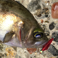 会社帰りメバリング