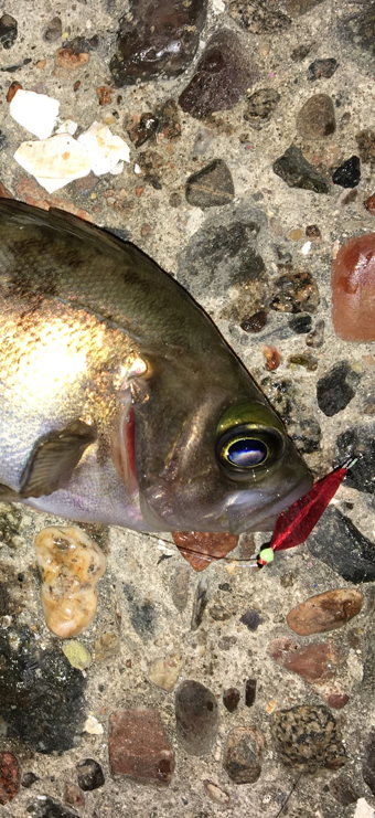 会社帰りメバリング