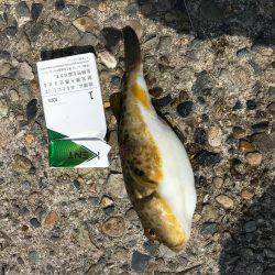 やっとこさアブ新