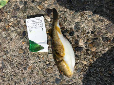 やっとこさアブ新