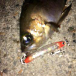 毎日会社帰りプチ癒しメバリング