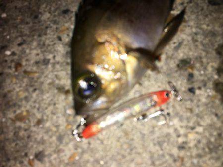 毎日会社帰りプチ癒しメバリング