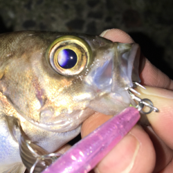 毎日会社帰りプチメバリング