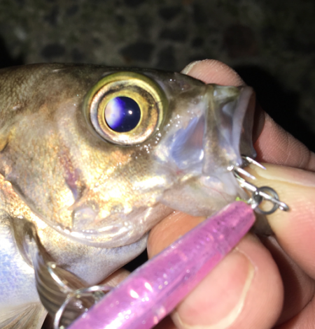 毎日会社帰りプチメバリング