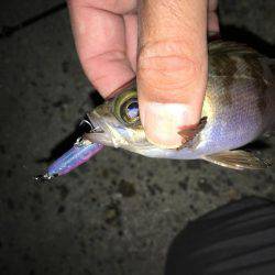 夕食後暇潰しメバリング