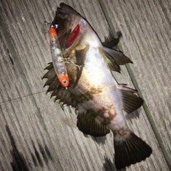 毎日メバリング 今夜は会社の後輩と