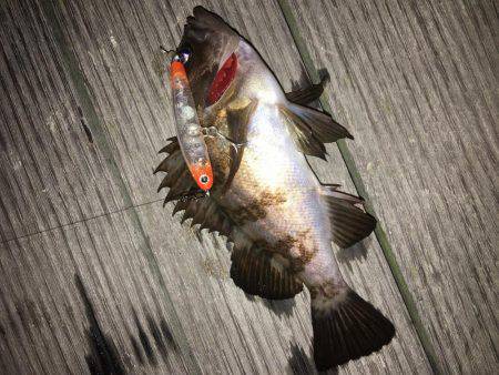 毎日メバリング 今夜は会社の後輩と