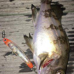 毎日プチメバリング