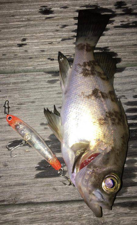 毎日プチメバリング