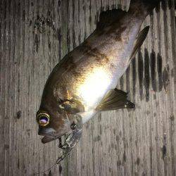 毎日メバリング