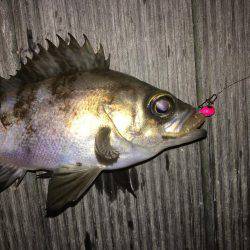 毎日メバリング