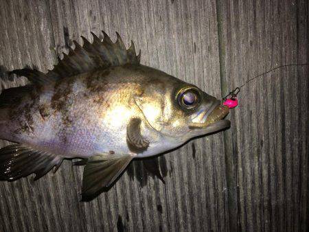 毎日メバリング