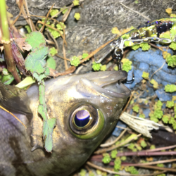 毎日メバリング