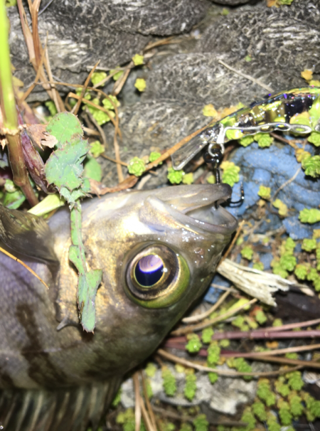 毎日メバリング