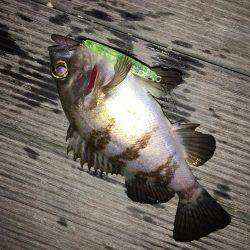 毎日メバリング