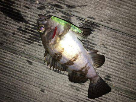 毎日メバリング