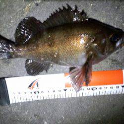 ﾒﾊﾞﾘﾝｸﾞ苦戦