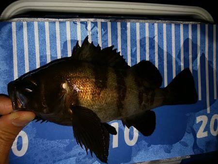 穴釣りのちメバリング