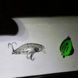 メバル自己最高サイズ!!