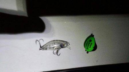 メバル自己最高サイズ!!