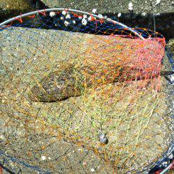 ボーズ逃れのマゴチ