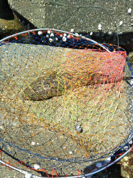 ボーズ逃れのマゴチ