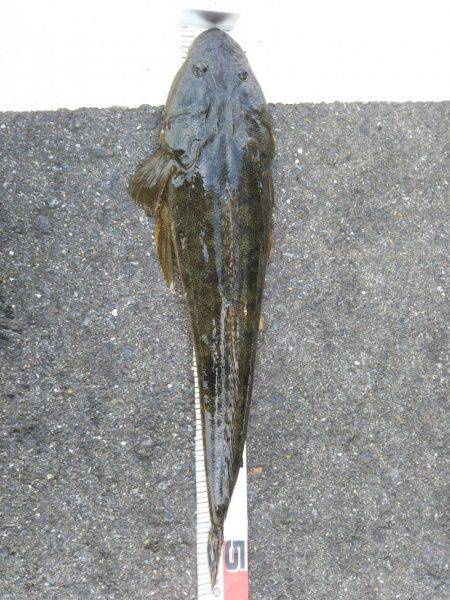 阿南市の辰巳でマゴチ