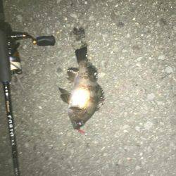 メバル！到来！