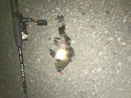 メバル！到来！