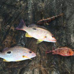 南紀 ショアジギング