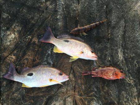 南紀 ショアジギング