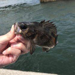 回遊は見られず