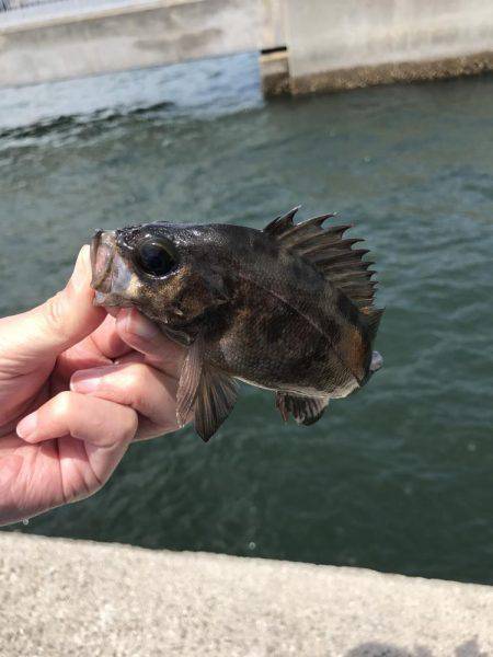 回遊は見られず