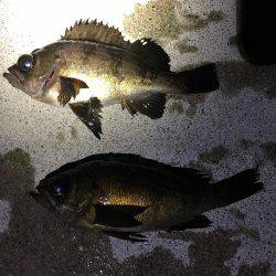 粘って４匹のみ