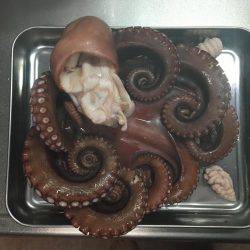 イカではなくてタコ