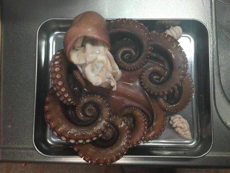 イカではなくてタコ