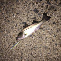 霞周辺シーバス