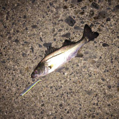 霞周辺シーバス