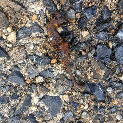 鯵はいないけど