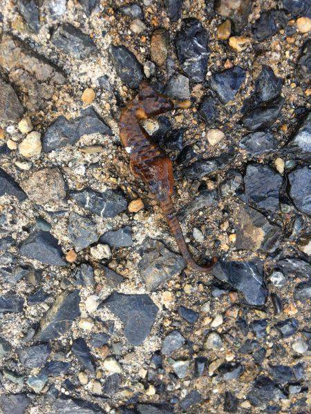 鯵はいないけど