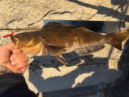 穴釣りでアイナメ