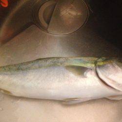 ハマちゃんエソつー